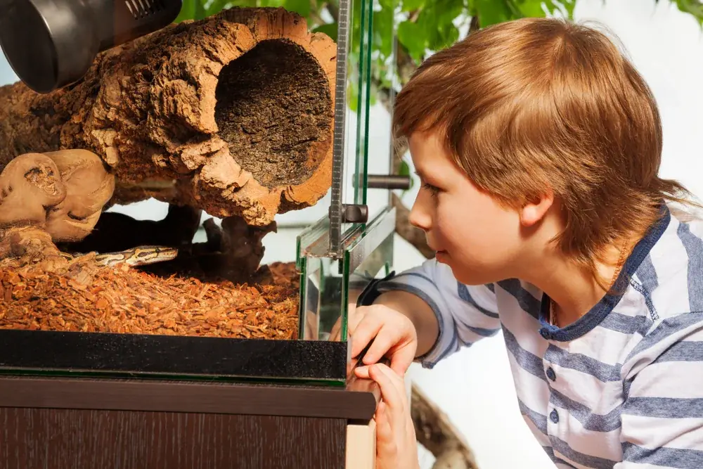 Bodengrund im Terrarium