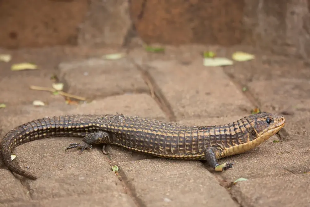 Sudan-Schildechse (Gerrhosaurus major) - Merkmale, Lebensraum & Haltung