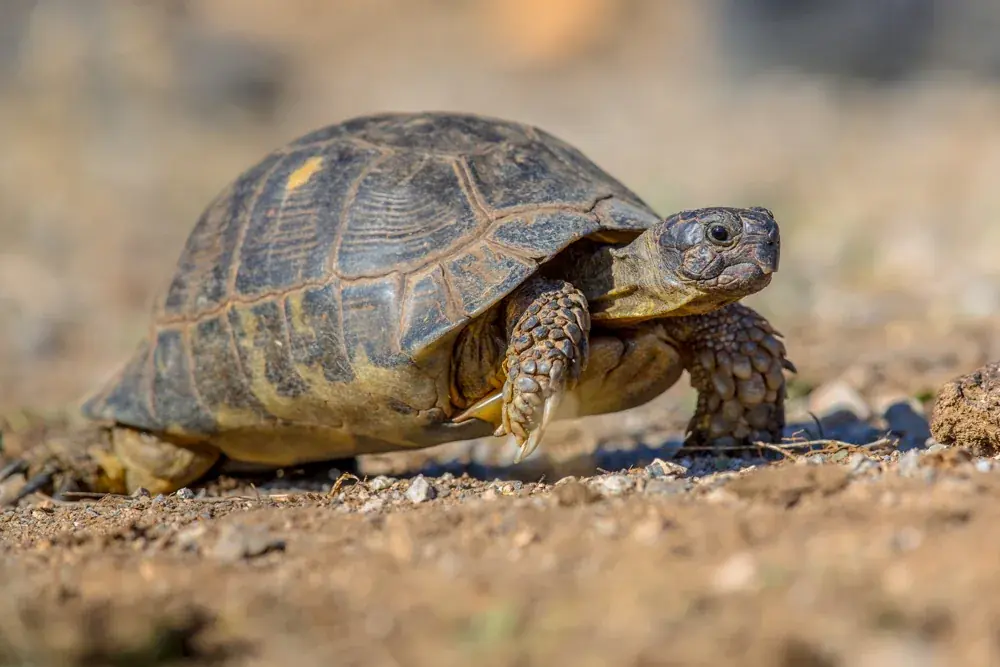 Breitrandschildkröte (Testudo marginata) - Merkmale, Lebensraum & Haltung