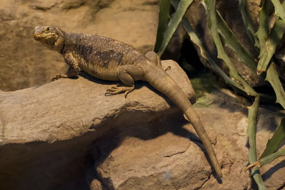 Chuckwalla (Sauromalus ater) - Merkmale, Lebensraum & Haltung