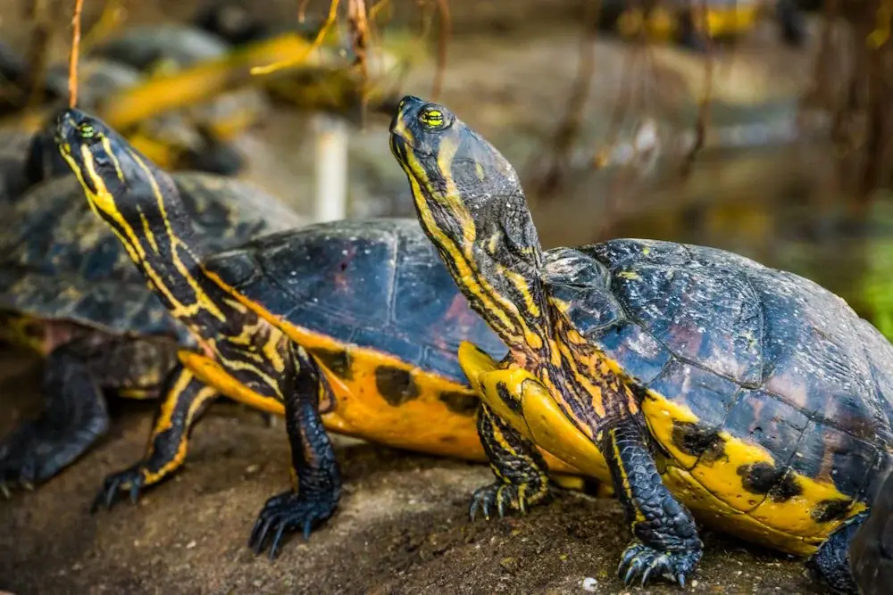 Cumberland-Schmuckschildkröte (Trachemys scripta troostii)