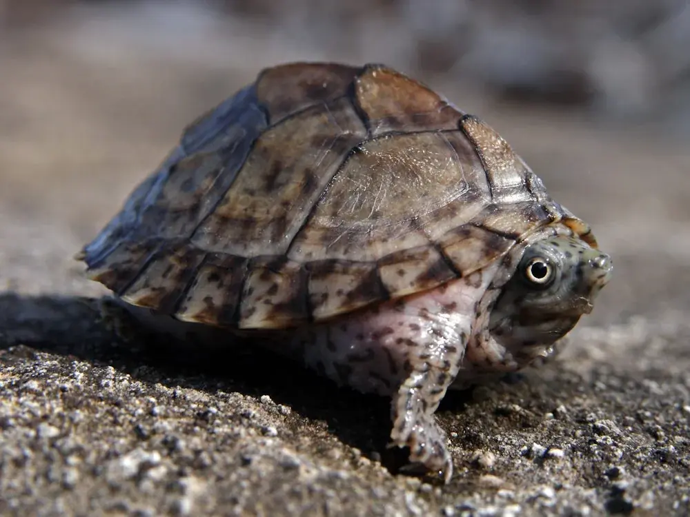 Dach-Moschusschildkröte (Sternotherus carinatus)