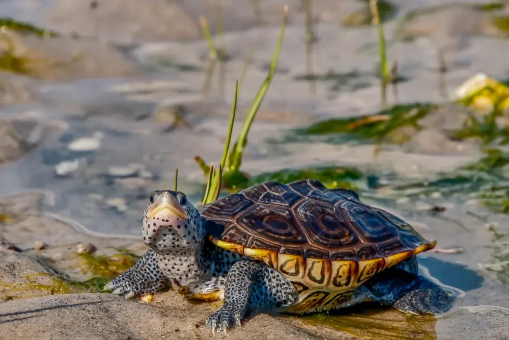 Diamantschildkröte (Malaclemys terrapin) - Merkmale, Lebensraum & Haltung
