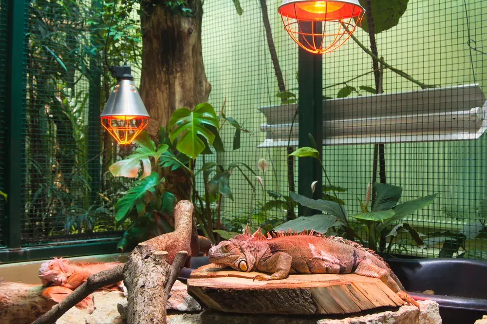 Die Größe des Terrariums