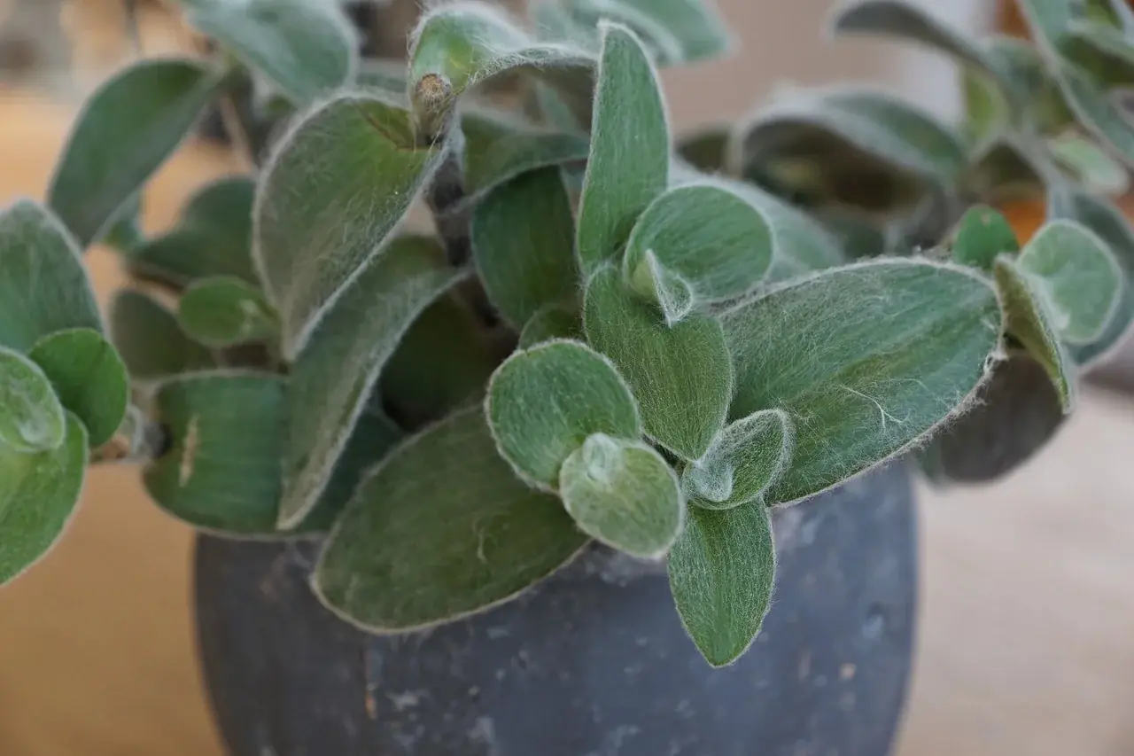 Dreimasterblume (Tradescantia)
