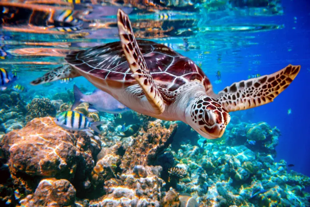 Echte Karettschildkröte (Eretmochelys imbricata) - Merkmale, Lebensraum & Haltung