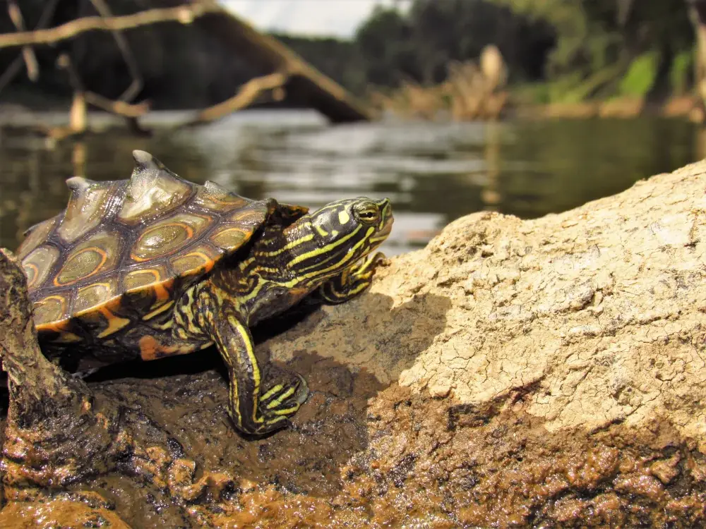 Echte Landkarten-Höckerschildkröte (Graptemys geographica) - Merkmale, Lebensraum & Haltung