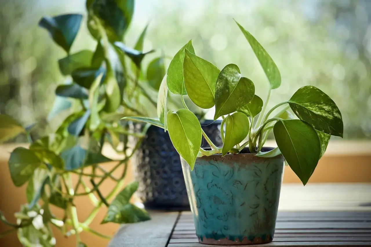 Efeutute (Epipremnum aureum)