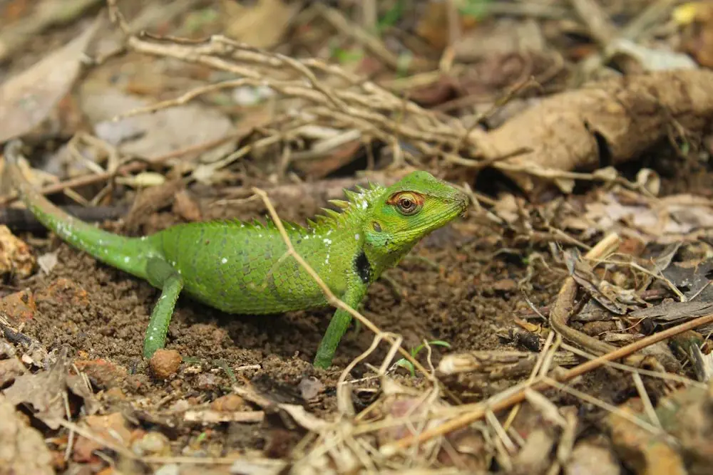 Einrichtung eines Nistplatzes für Reptilien