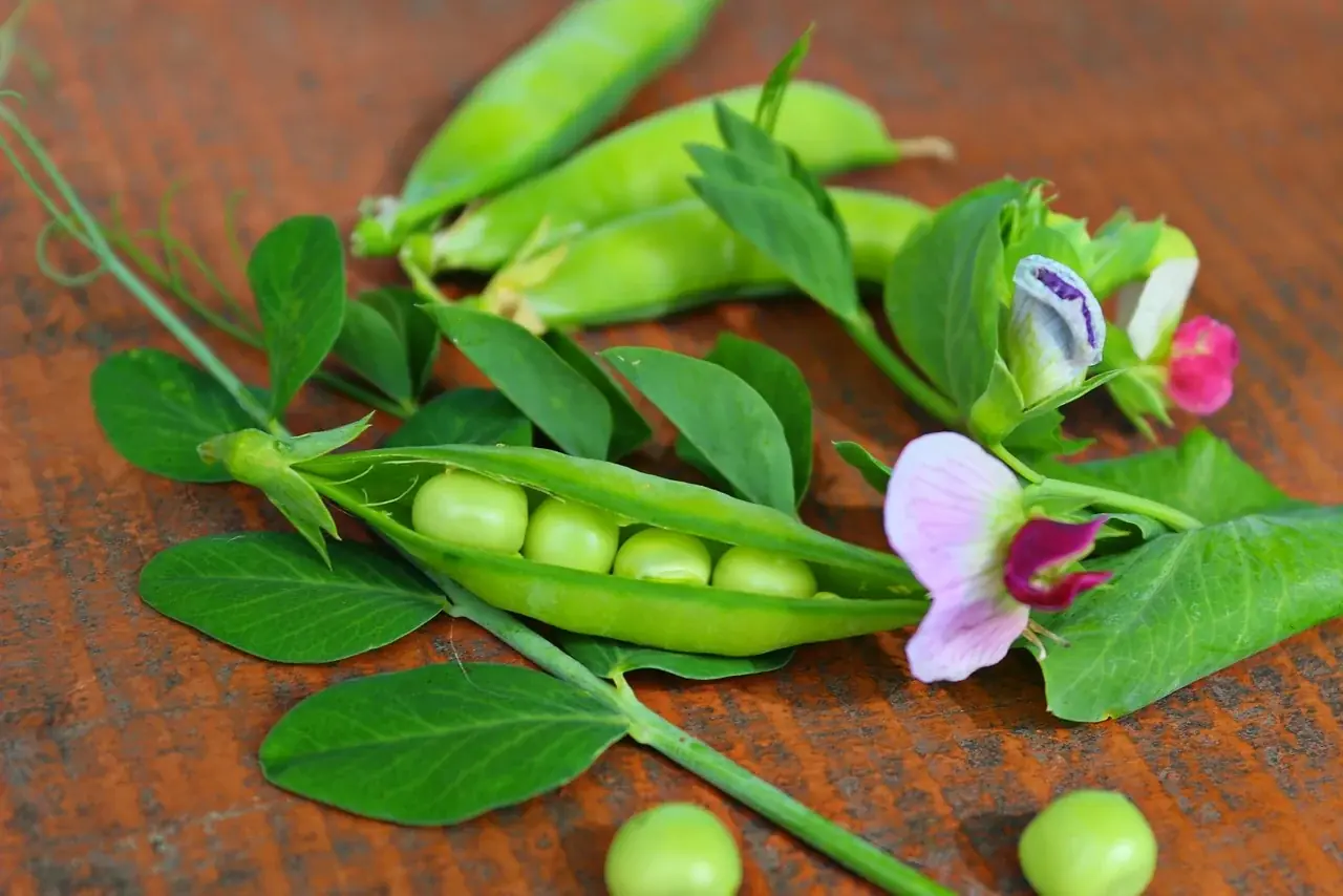 Erbsenblätter und -blüten als Futtermittel für Reptilien