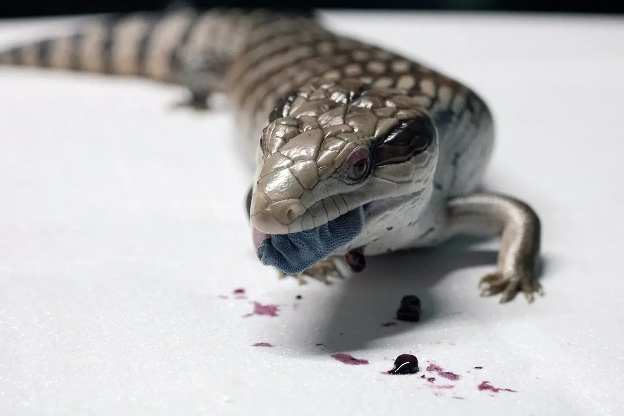 Ernährungsbedingte Krankheiten bei Reptilien: Ursachen, Symptome und Therapieansätze