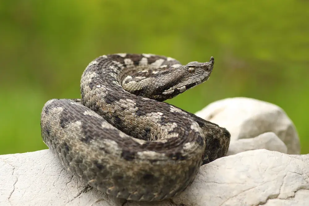 Europäische Sandotter (Vipera ammodytes) - Merkmale, Lebensraum & Haltung