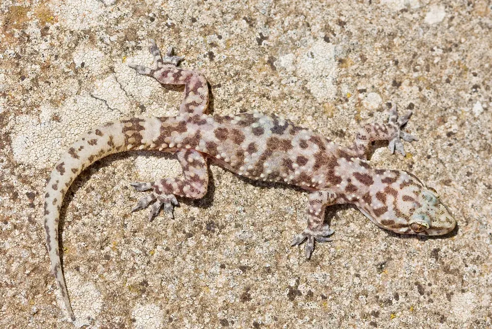 Europäischer Halbfinger (Hemidactylus turcicus) - Merkmale, Lebensraum & Haltung