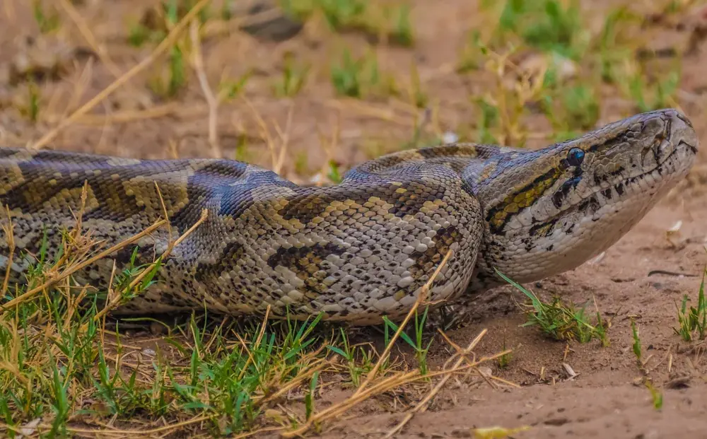 Nördlicher Felsenpython (Python sebae) - Merkmale, Lebensraum & Haltung