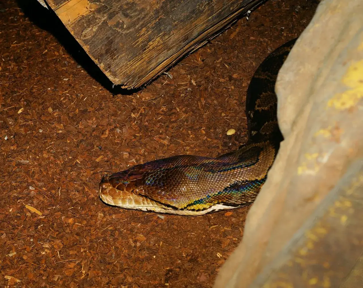 Felsenpython (Python sebae) - Lebensraum, Pflege & Haltung