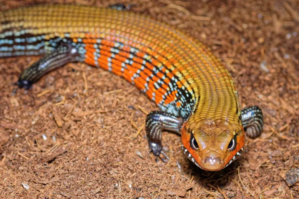 Feuerskink (Lepidothyris fernandi) - Merkmale, Lebensraum & Haltung