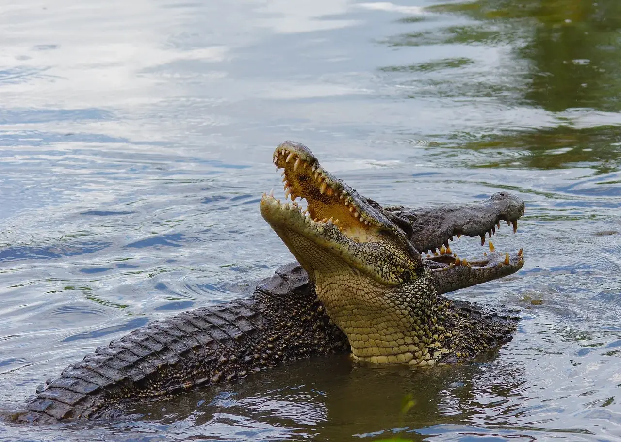 Fortpflanzungsstörungen bei Reptilien: Ursachen, Symptome und Therapieansätze