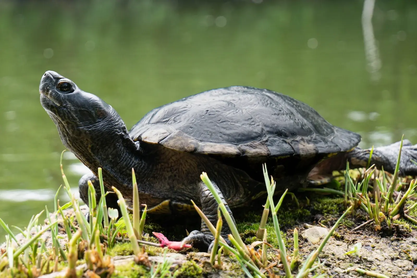 Futter für Schildkröten