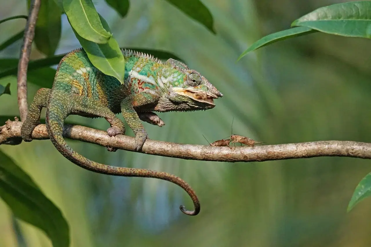 Futterinsekten für Reptilien