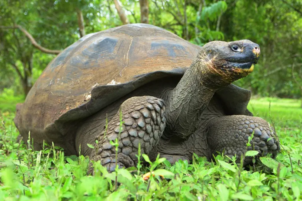 Galapagos Riesenschildkröte (Chelonoidis nigra) - Merkmale, Lebensraum & Haltung