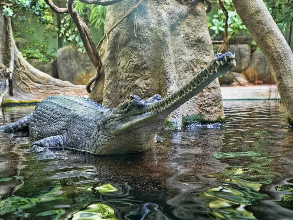 Ganges-Gavial (Gavialis gangeticus) - Merkmale, Lebensraum & Haltung