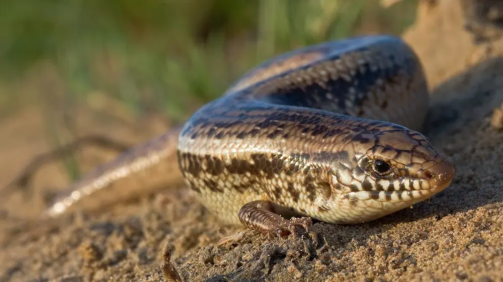 Gefleckter Walzenskink (Chalcides ocellatus) - Merkmale, Lebensraum & Haltung
