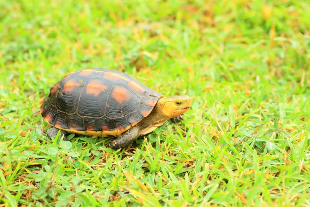 Yellow-margined,Box,Turtle,(cuora,Flavomarginata,Evelynae),In,Iriomote,Island,japan
