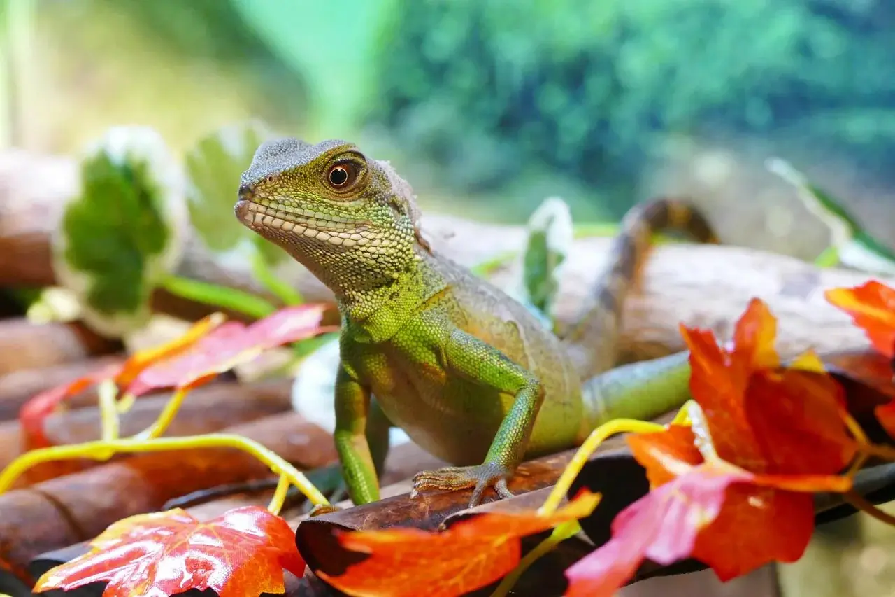 Gesellschaftsterrarien - für mehrere Reptilien in einem Terrarium