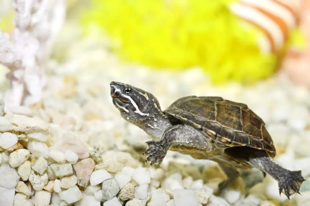 Musk,Turtle,(sternotherus,Odoratus)