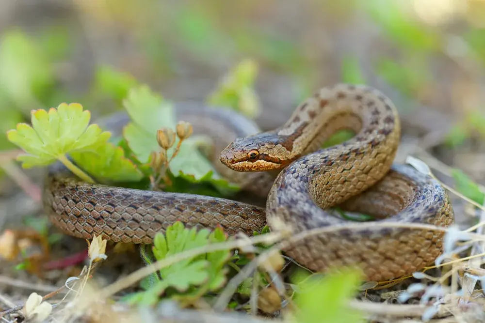 glattnatter