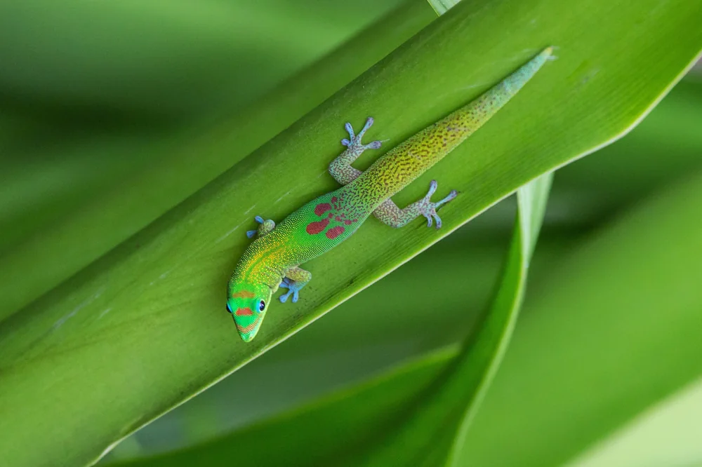 Goldstaub-Taggecko (Phelsuma laticauda) - Merkmale, Lebensraum ...