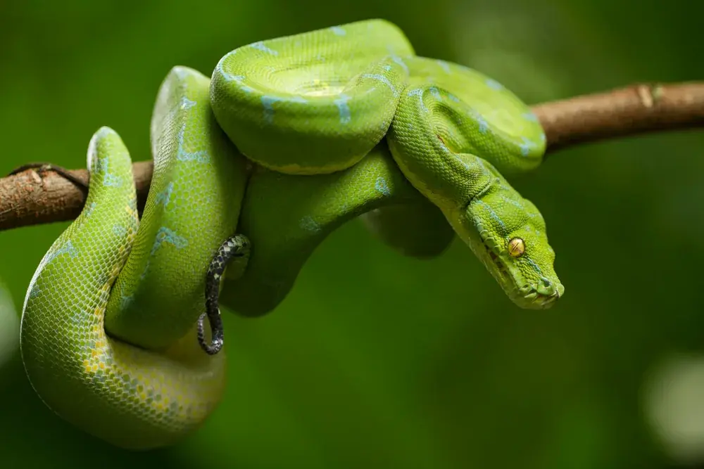Grüne Baumphyton (Morelia viridis) - Merkmale, Lebensraum & Haltung