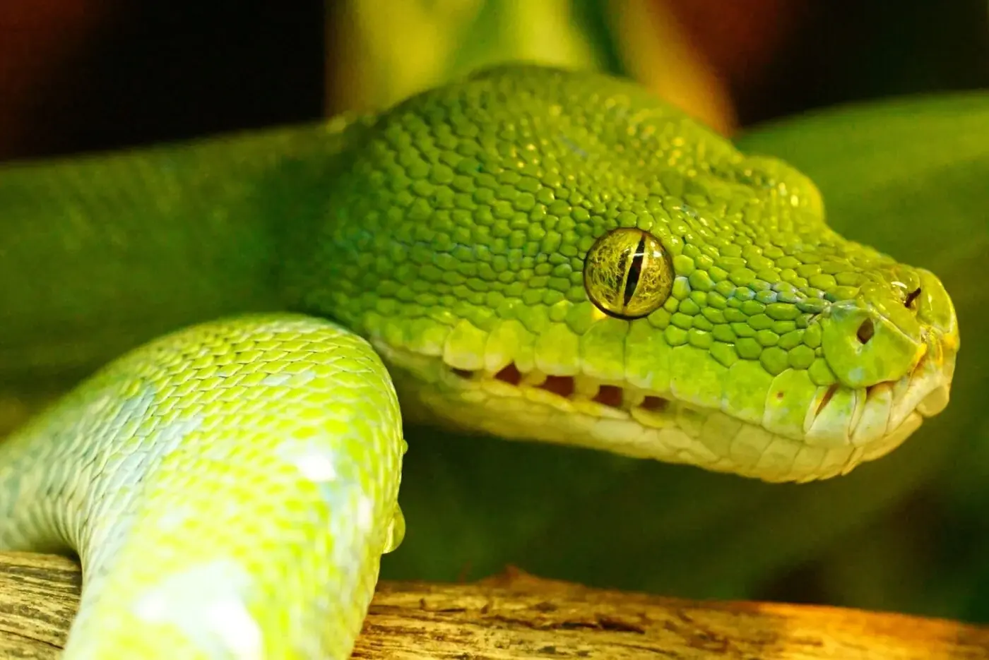 Grüne Baumpython (Morelia viridis) - Lebensraum, Pflege & Haltung
