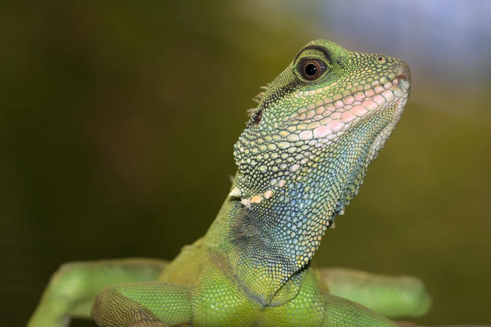 Kopf einer Grünen Wasseragame mit grüner Kehle und Rückenkamm