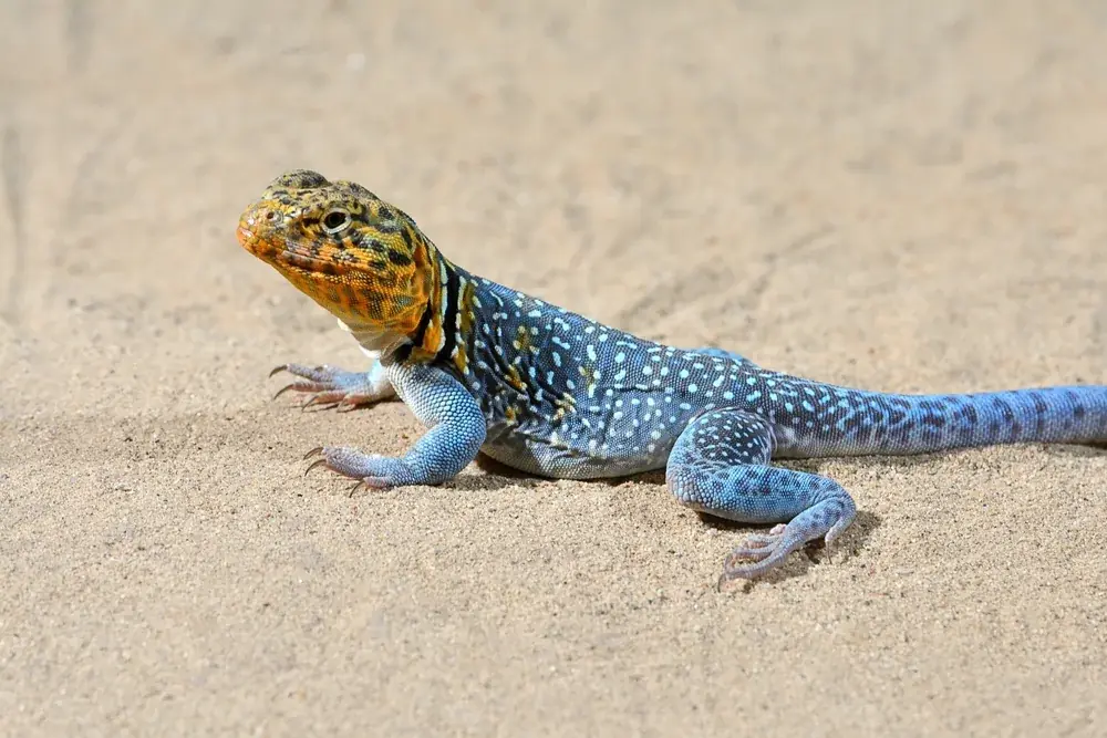 Halsbandleguan (Crotaphytus collaris) - Merkmale, Lebensraum & Haltung