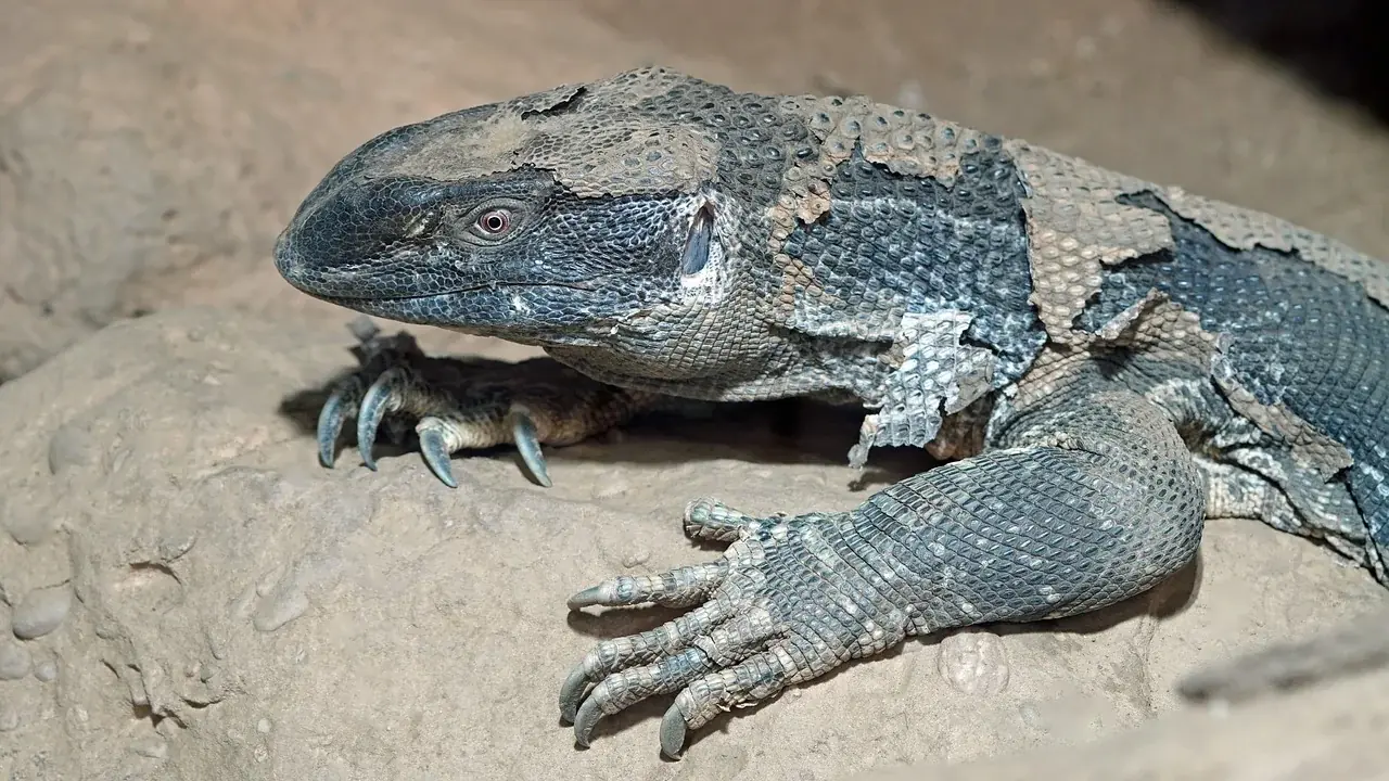Hautkrankheiten bei Reptilien: Ursachen, Symptome und Therapiemöglichkeiten