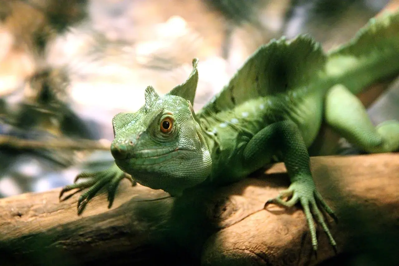 Helmbasilisk (Basiliscus basiliscus)