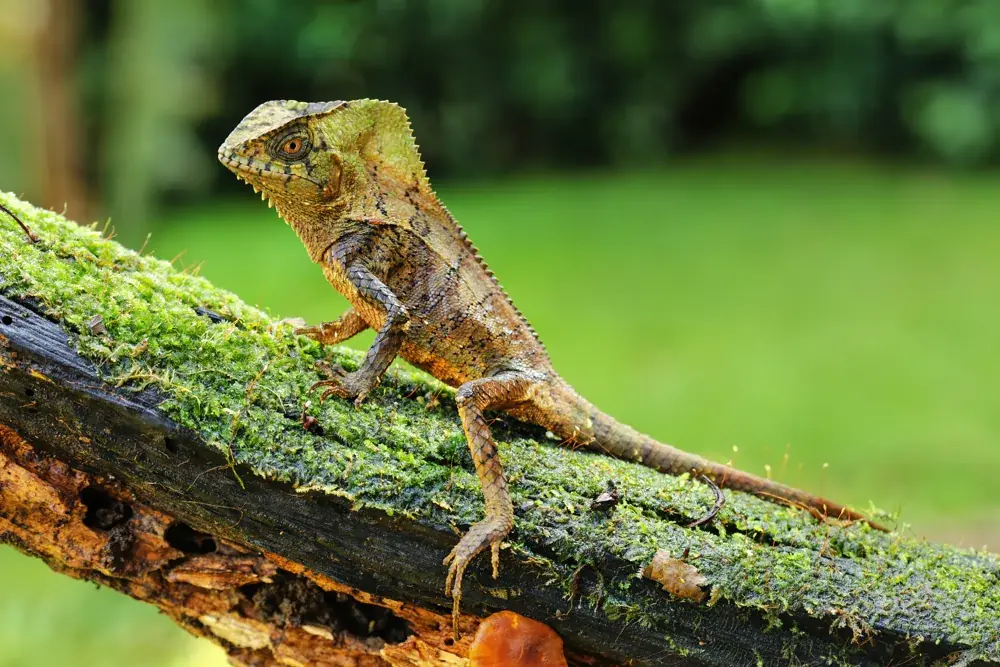 Helmleguan (Corytophanes cristatus) mit knöchernem Kopfhelm