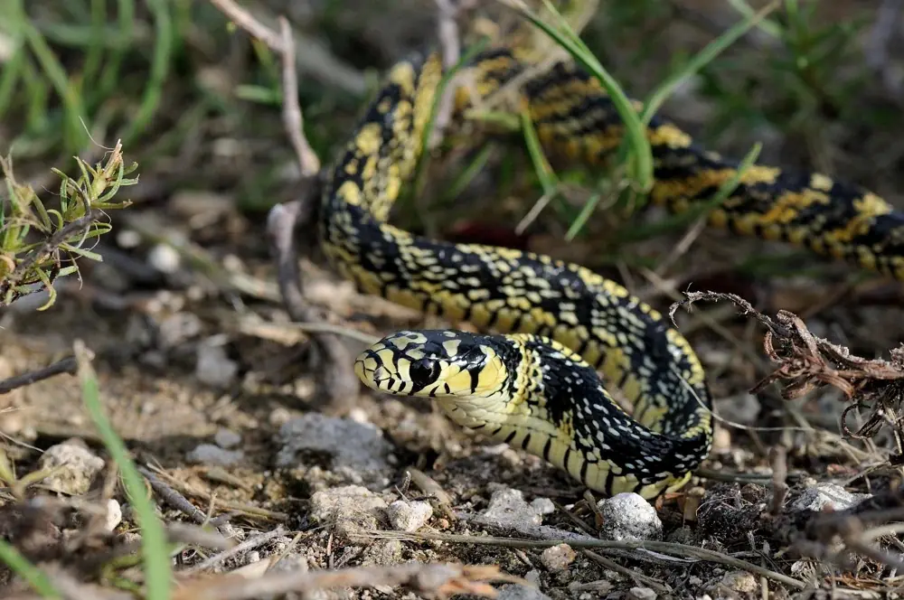 Hühnerfresser (Spilotes pullatus) - Merkmale, Lebensraum & Haltung