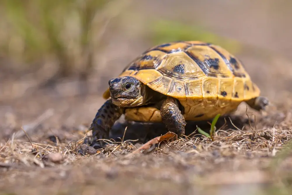 Iberische Landschildkröte (Testudo graeca ibera) - Merkmale, Lebensraum & Haltung