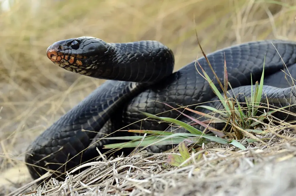 Östliche Indigonatter (Drymarchon couperi) - Merkmale, Lebensraum & Haltung