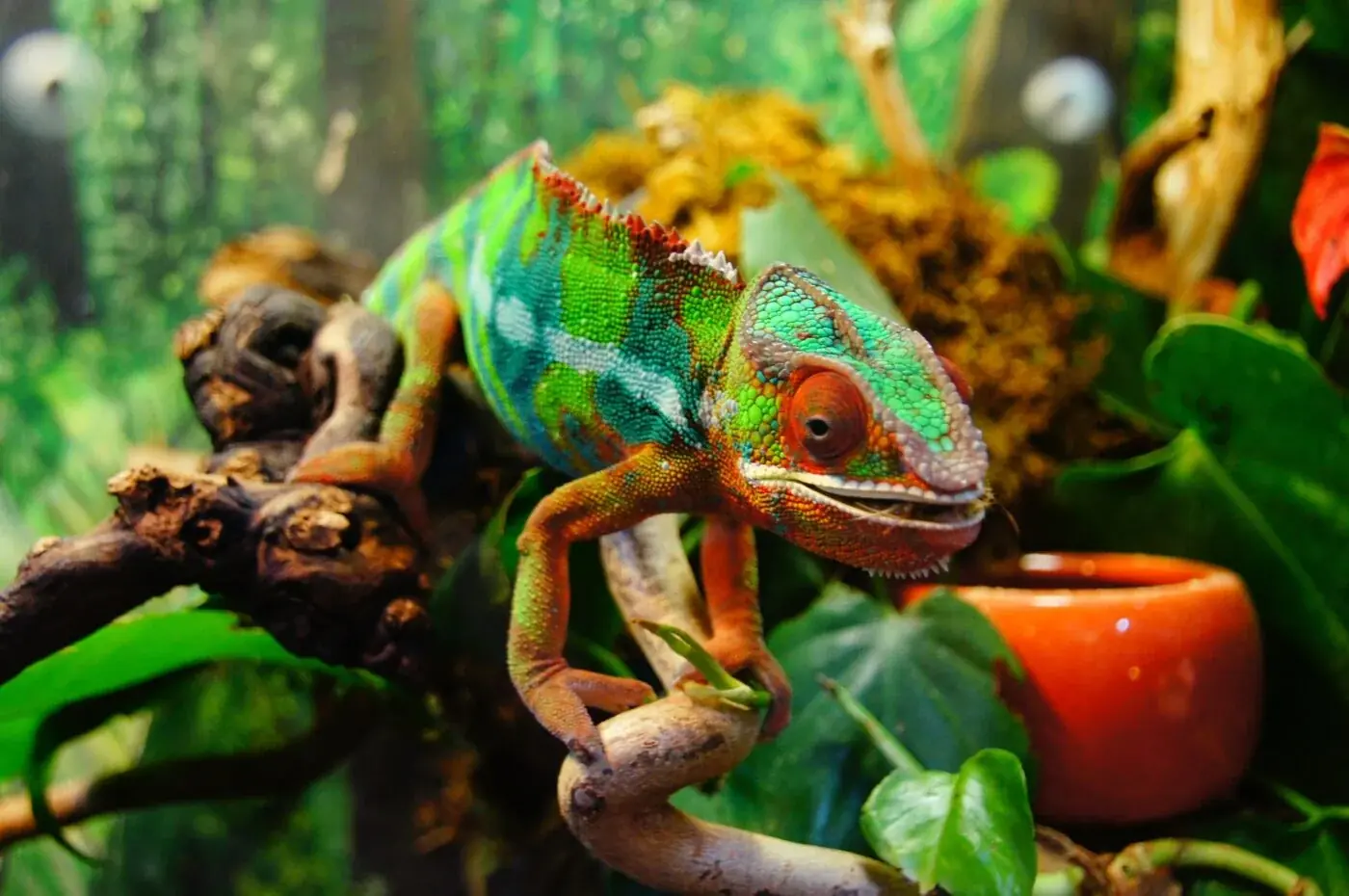 Jemenchamäleon (Chamaeleo calyptratus) - Lebensraum, Pflege & Haltung