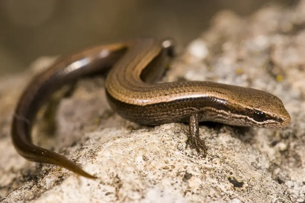 Johannisechse (Ablepharus kitaibelii) - Merkmale, Lebensraum & Haltung