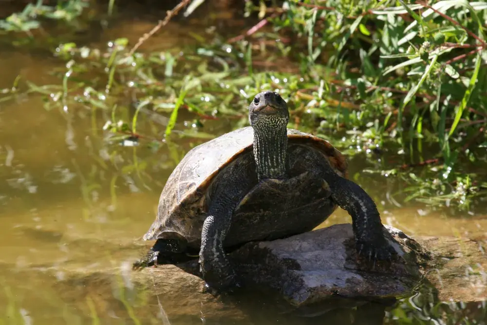 Kaspische Bachschildkröte (Mauremys caspica) - Merkmale, Lebensraum & Haltung