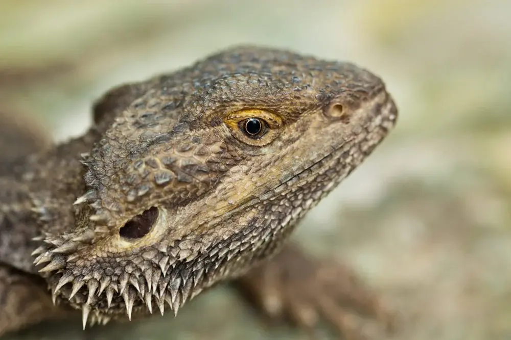 Kleine Bartagame (Pogona minima)