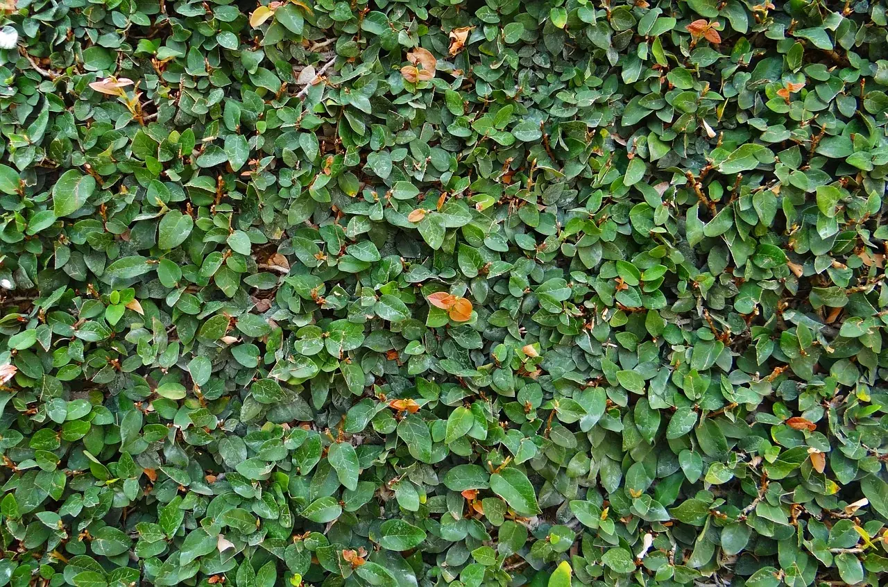 Kletter-Ficus (Ficus pumila)