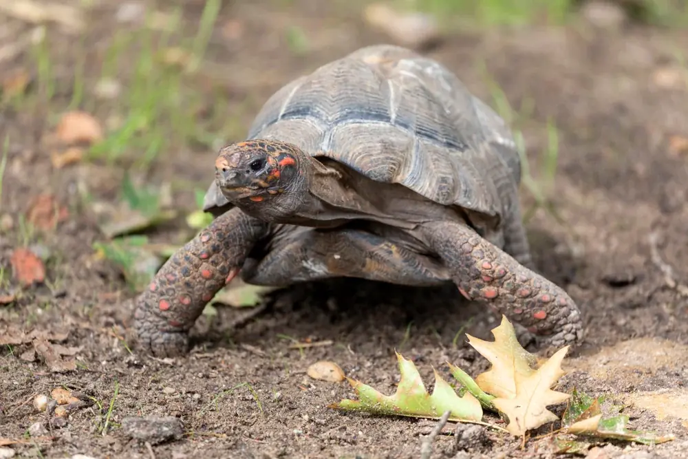 Köhlerschildkröte (Chelonoidis carbonaria) - Merkmale, Lebensraum & Haltung