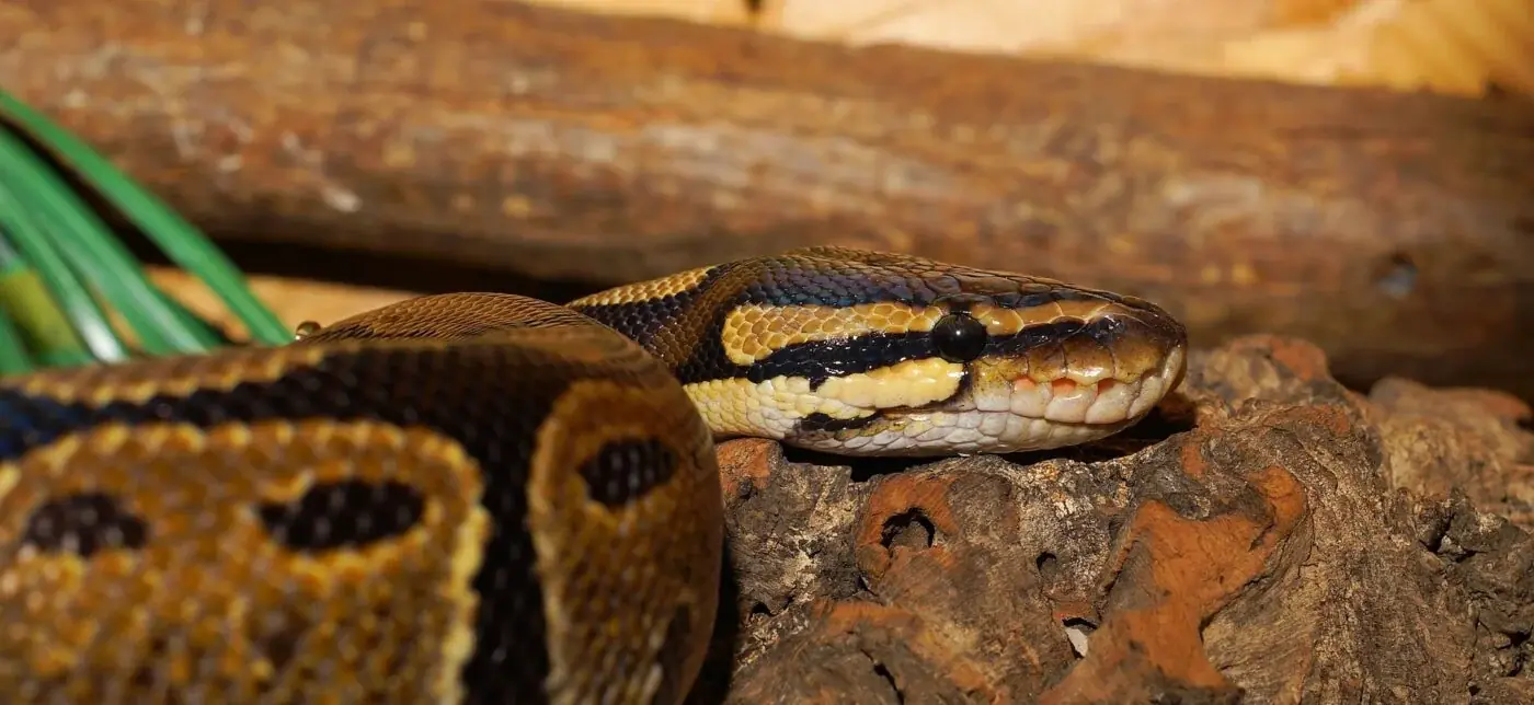 Königspython (Python regius) wird bis zu 60 Jahre alt
