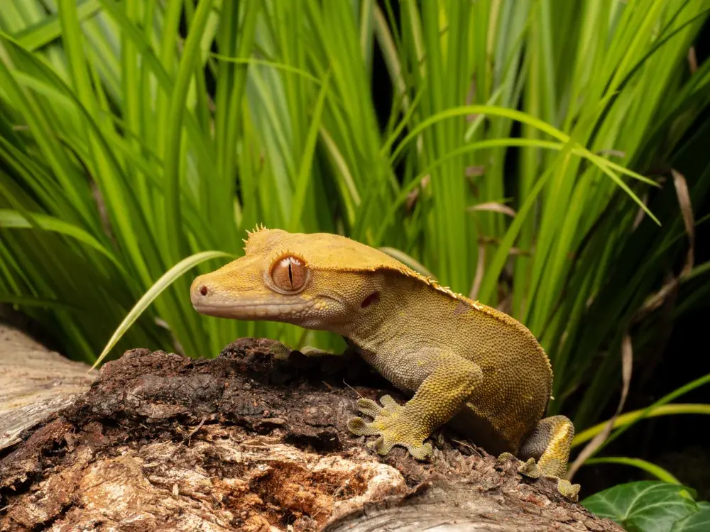 Kronengecko (Correlophus ciliatus) - Merkmale, Lebensraum & Haltung