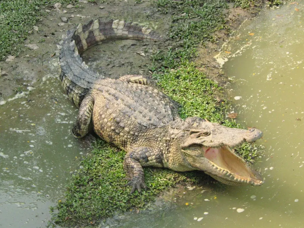 Leistenkrokodil (Crocodylus porosus) wird über 70 Jahre alt